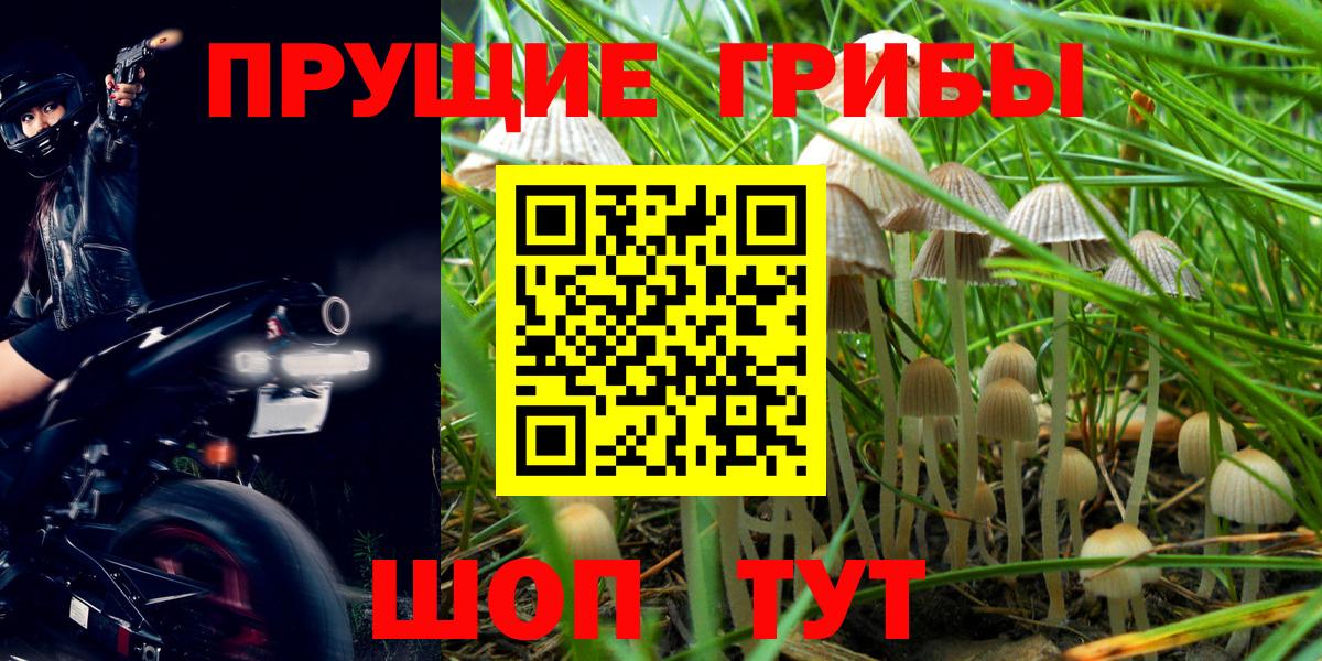 Орехово-Зуево  Псилоцибиновые грибы Psilocybine cubensis  Вход с VPN  Псилоцибиновые грибы прущие грибы 